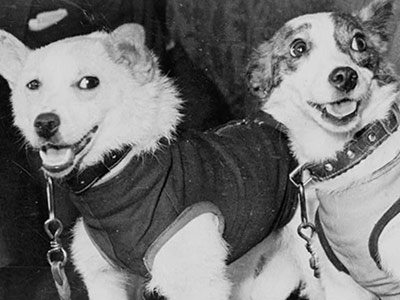 19 августа 1960 года с космодрома Байконур стартовал «Спутник-5» с Белкой и Стрелкой на борту